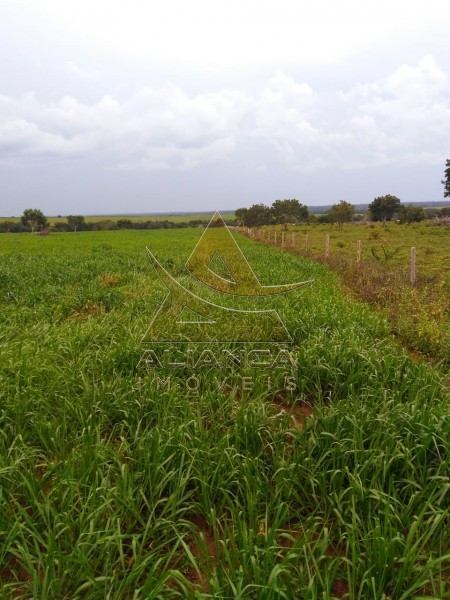 Aliança Imóveis - Imobiliária em Ribeirão Preto - SP - Fazenda  - Guaraí  - Guaraí