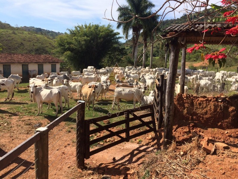 Aliança Imóveis - Imobiliária em Ribeirão Preto - SP - Fazenda  - Tapiratiba  - Tapiratiba 