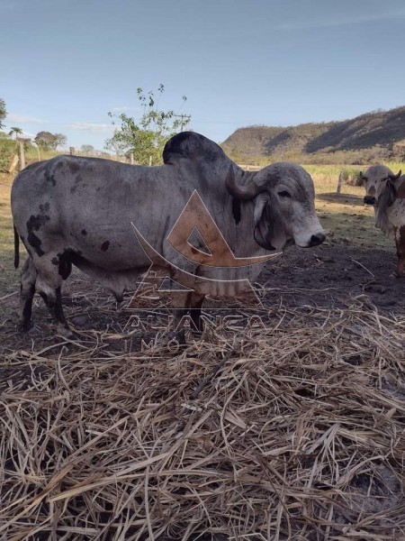 Aliança Imóveis - Imobiliária em Ribeirão Preto - SP - Sítio - Zona Rural - Pedregulho 