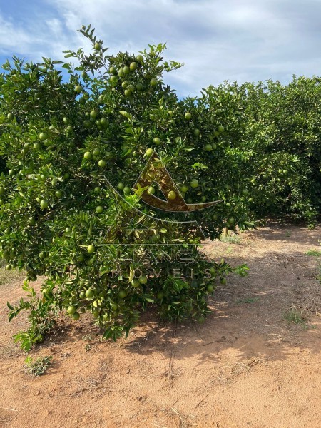 Aliança Imóveis - Imobiliária em Ribeirão Preto - SP - Fazenda  - Patrocínio Paulista - Patrocínio Paulista