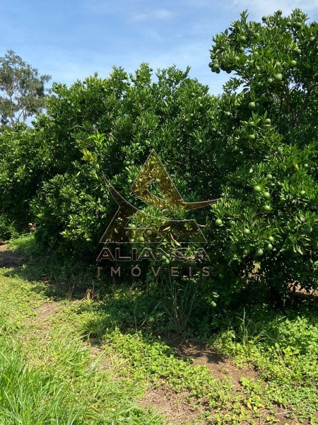 Aliança Imóveis - Imobiliária em Ribeirão Preto - SP - Fazenda  - Patrocínio Paulista - Patrocínio Paulista