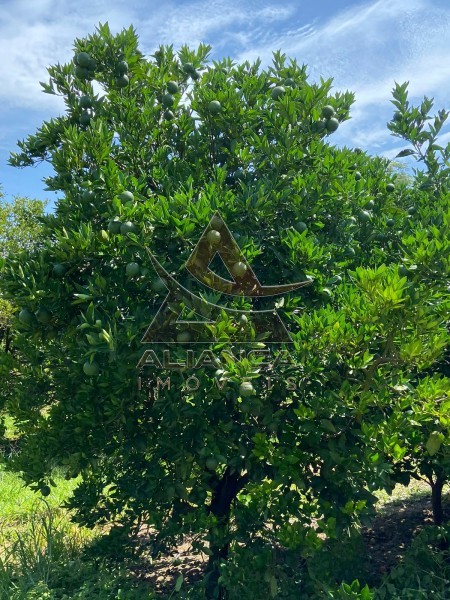 Aliança Imóveis - Imobiliária em Ribeirão Preto - SP - Fazenda  - Patrocínio Paulista - Patrocínio Paulista