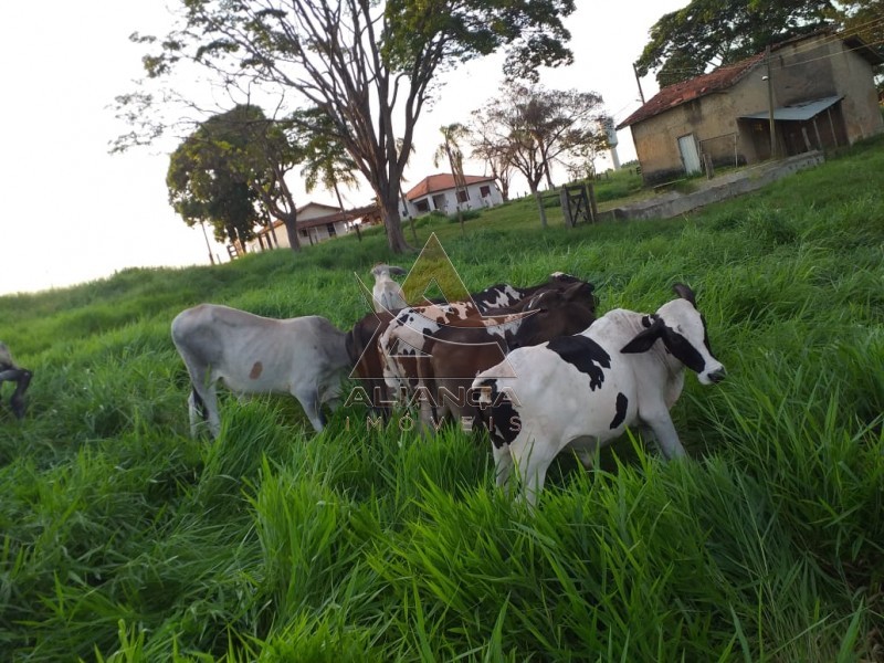 Aliança Imóveis - Imobiliária em Ribeirão Preto - SP - Sítio - Zona Rural - Piracicaba 