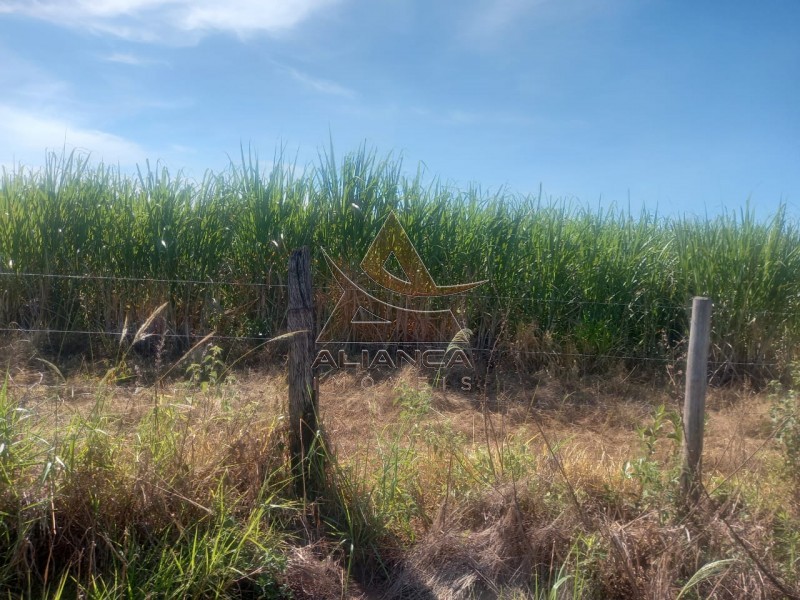 Aliança Imóveis - Imobiliária em Ribeirão Preto - SP - Sítio - Zona Rural - Santo Antônio da Alegria 