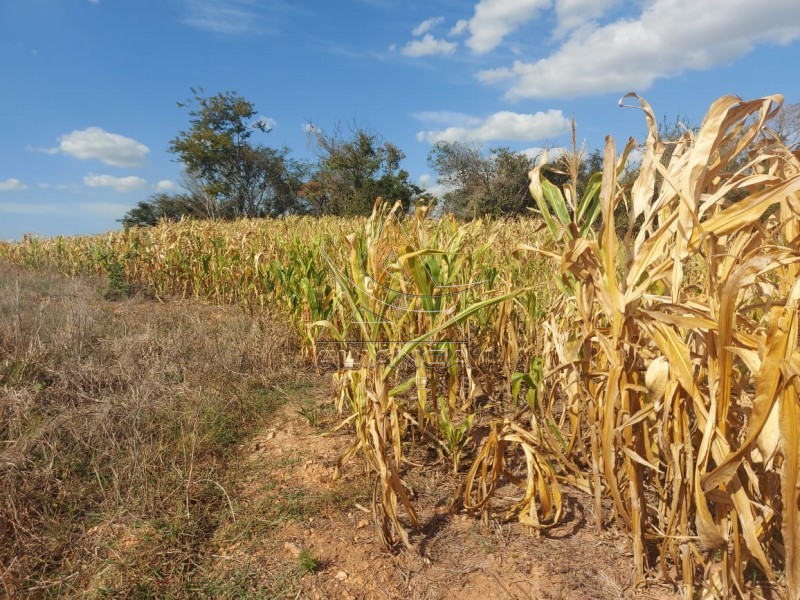 Aliança Imóveis - Imobiliária em Ribeirão Preto - SP - Fazenda  - Zona Rural - Passos