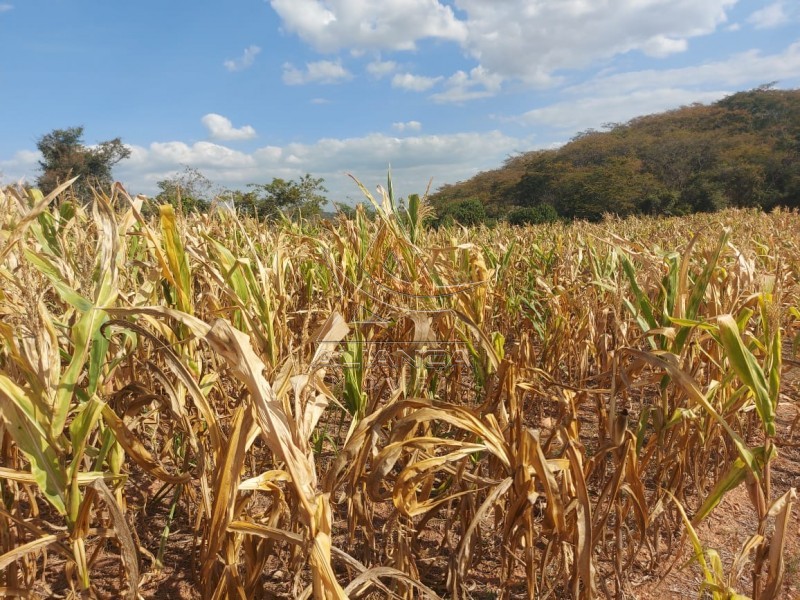 Aliança Imóveis - Imobiliária em Ribeirão Preto - SP - Fazenda  - Zona Rural - Passos