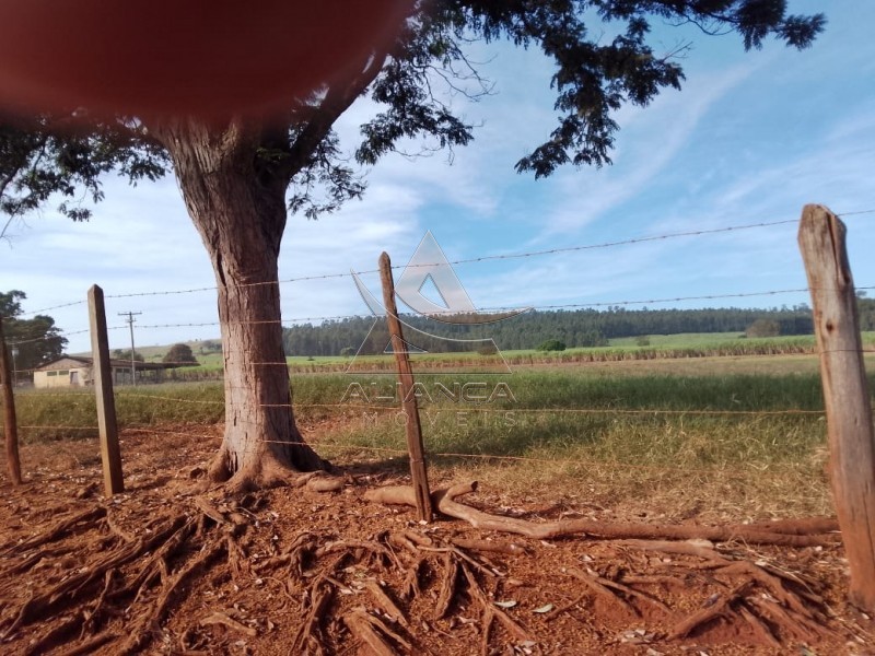 Aliança Imóveis - Imobiliária em Ribeirão Preto - SP - Fazenda  - Zona Rural - Casa Branca