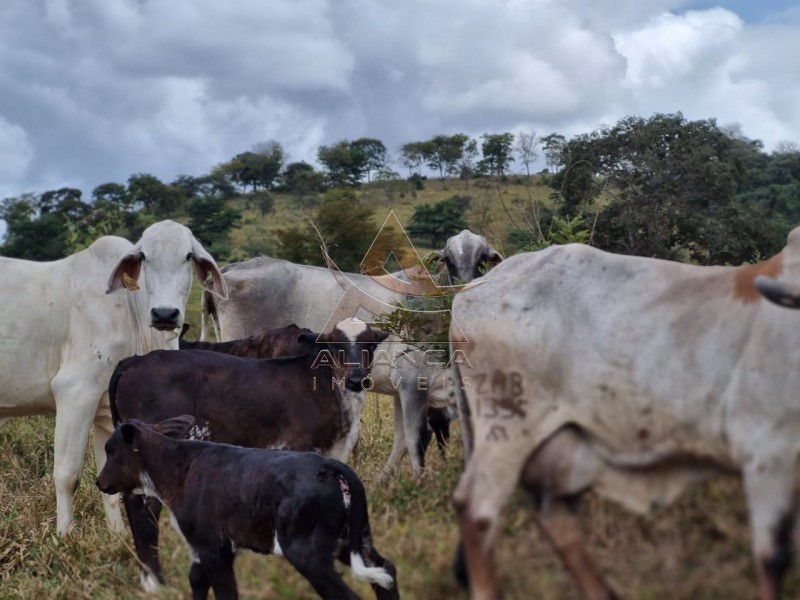 Aliança Imóveis - Imobiliária em Ribeirão Preto - SP - Fazenda  - Zona Rural - São João Del Rei